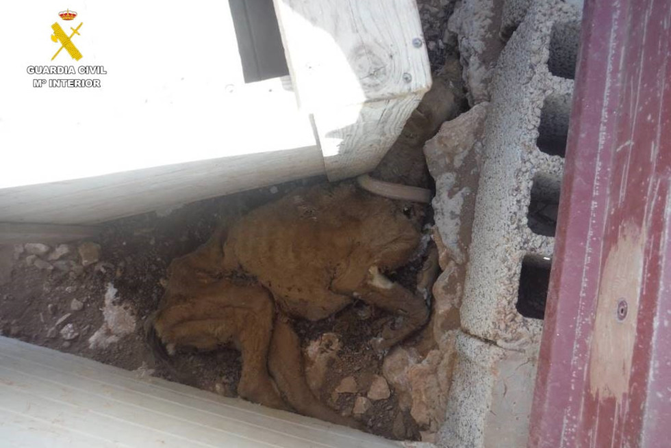 23-Jähriger auf Fuerteventura hat drei Hunde einfach vertrocknen lassen 1 200923 seprona980 2