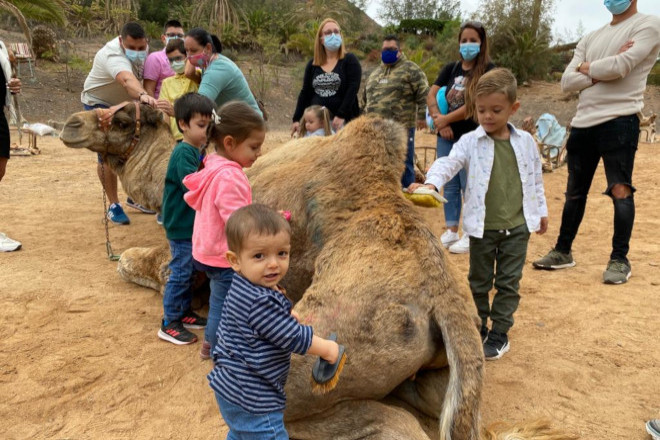 071221_wild%20life%203_660440 Oasis Wildlife abre al público la reserva oficial de camellos de sus Majestades de Oriente